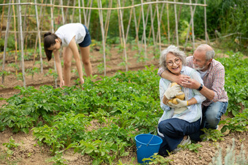 Fototapeta premium Elderly amicably harvest potatoes from the garden against the background of their granddaughter. Family grows natural potatoes on a farm
