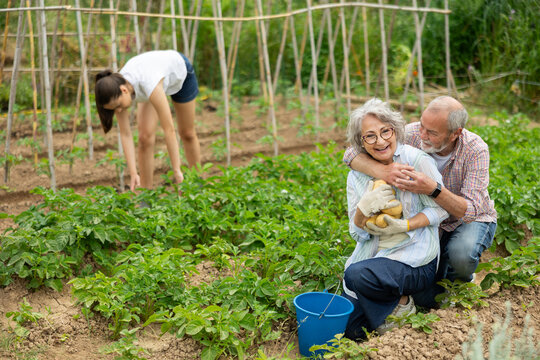 Elderly amicably harvest potatoes from the garden against the background of their granddaughter. Family grows natural potatoes on a farm