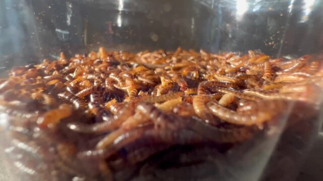 Alphitobius Diaperinus Lesser Mealworm Beetle in Transparent Plastic Container Footage