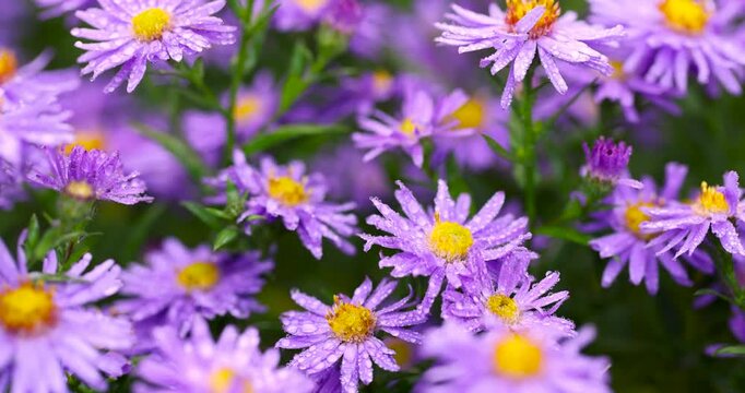 Lilac asters in drops of moisture, these asters with narrow petals and dew are located against a background of blurred greenery in the landscape design of the park.