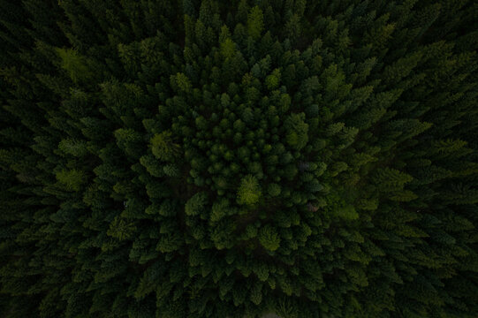 Bird's eye view of forest clearing in mountain area during cloudy day
