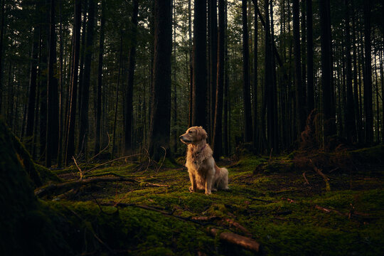 Dogs sit in forest in a beam of evening light