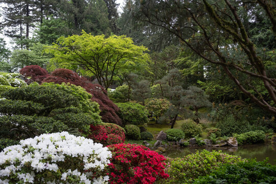 Strolling Pond Garden in Spring Bloom at the Portland Japanese Garden