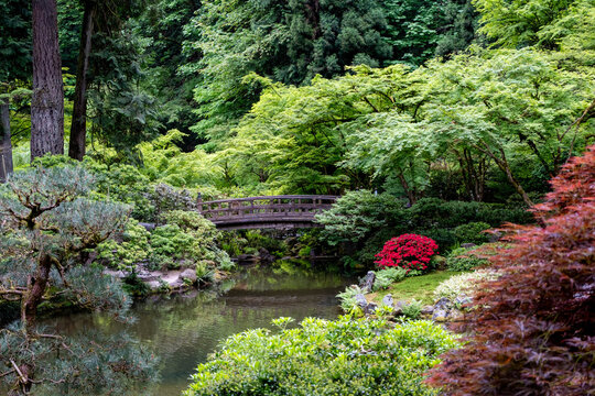 Moon Bridge and Strolling Pond Garden at the Portland Japanese Garden
