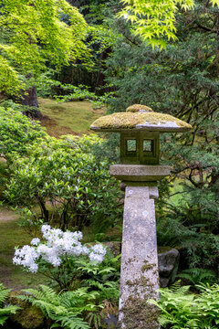 Moss-Capped Stone Lantern Among Ferns and Azaleas at the Portland Japanese Garden
