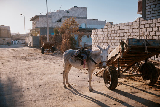 Donkey standing in an urban area in Egypt near buildings