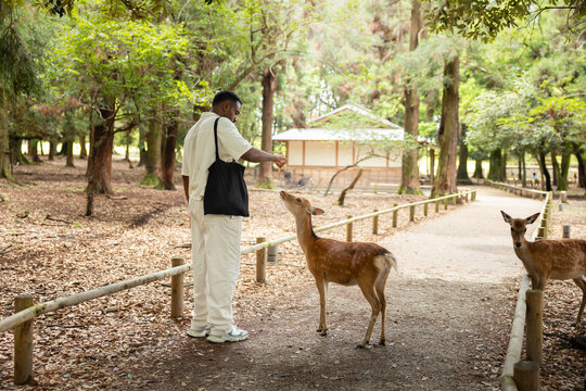 Feeding sika deer in Nara Park