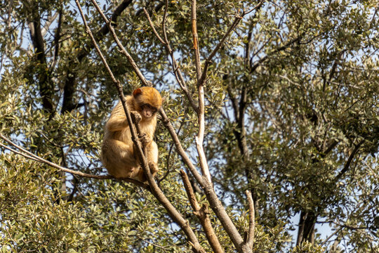 wild monkeys in the forest of Morocco