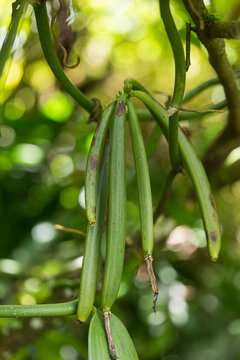 Fresh green vanilla pods on vine growing outdoors