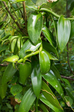 Thick Green Leaves of Vanilla Plant Overarching