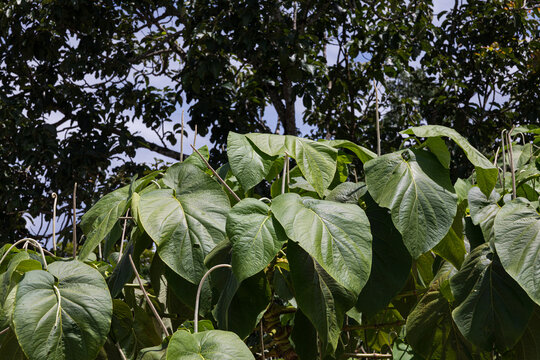 Hoja Santa leaves with textured surface close up