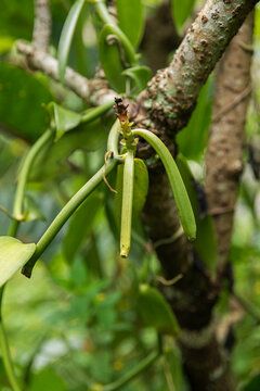 Vanilla Pods Hanging from Plant in Lush Greenery