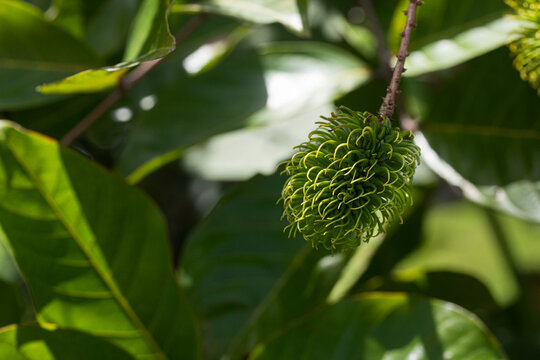 Green Rambutan Fruit on a Tree