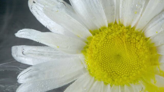 Tight close-up of a single white daisy positioned on the right side of the frame, showing the yellow central disk, visible pollen granules, and white petals