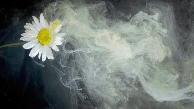 Closeup of a single white daisy with a yellow center at the left edge of the frame, stem angled diagonally into a black backdrop. Delicate petals are lit from