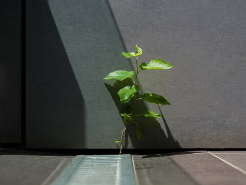 Small Plant Grows Between Panels in Urban Setting