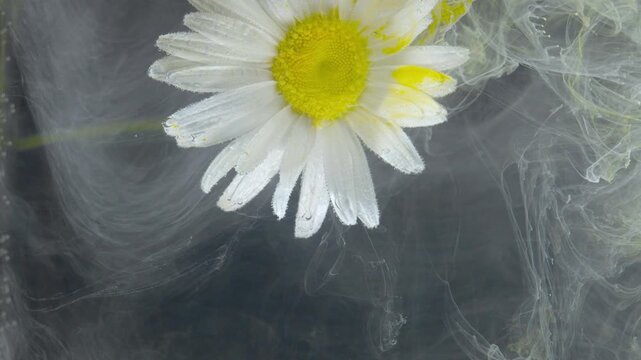 Close-up of a single white daisy with a yellow center floating near the upper-left of a dark, textured backdrop. Petals show water droplets and slight damage
