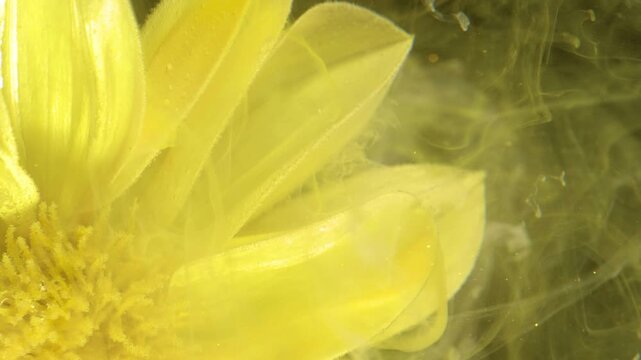Macro view of the left side of a single yellow flower filling the foreground, angled slightly toward the camera. Visible textured petal veins, pollen granules