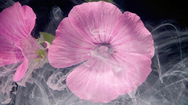 Macro view of a large pink hollyhock blossom slightly right of center against a deep dark background, accompanied by a secondary bloom to the left. Delicate