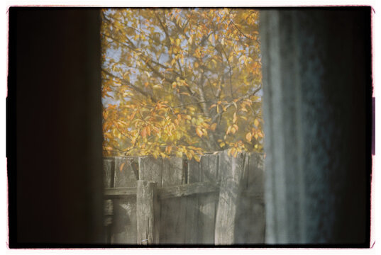 View of trees through a window with curtains