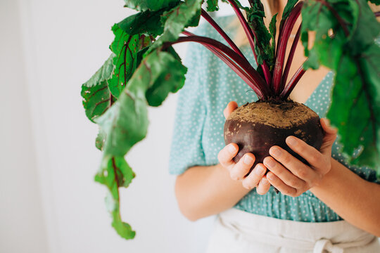 Close-up of female hands holding fresh beetroot with soil and le