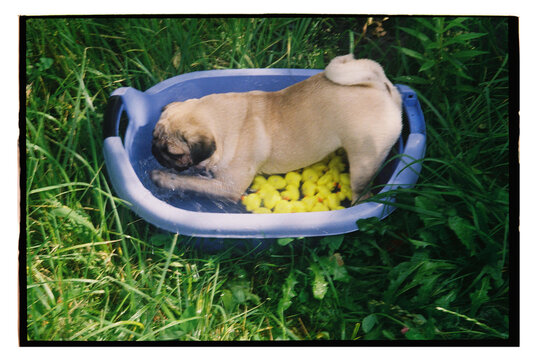 Pug in a blue tub with yellow ducks outdoors