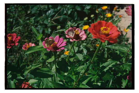 Butterflies on flowers in a garden scene