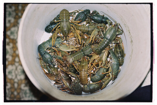 Fresh catch of crayfish in a bucket for dinner