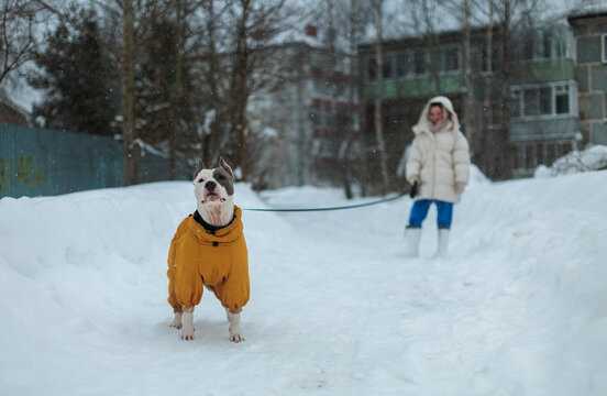 Dog in Warm Outfit Walks on Snowy Path With Owner in Winter Town