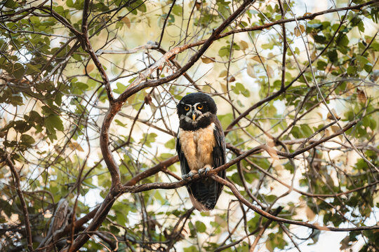 Spectacled owl perching on tree branch in forest