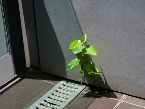 Plant Grows in Narrow Gap Near Wall on Sunny Day