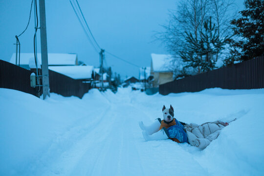 Person And Dog Fooling Around And Resting In Winter Snow