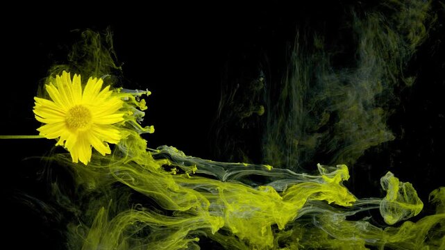 A close-up of a single yellow daisy positioned left of center, suspended in dark liquid while yellow-green ink clouds swirl and drift across the frame. Soft