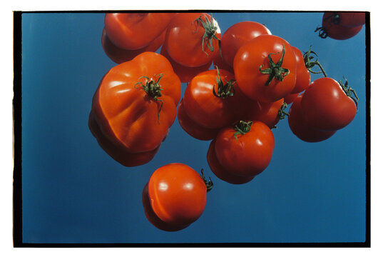 Tomatoes on a mirror background