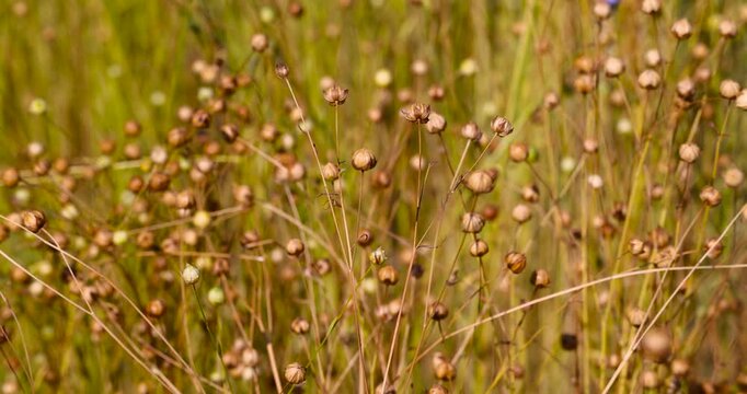 Brown flax with seeds on the branches, this dry flax in a state of full maturity is located in a field under the high blue dome of the sky in the village in summer.