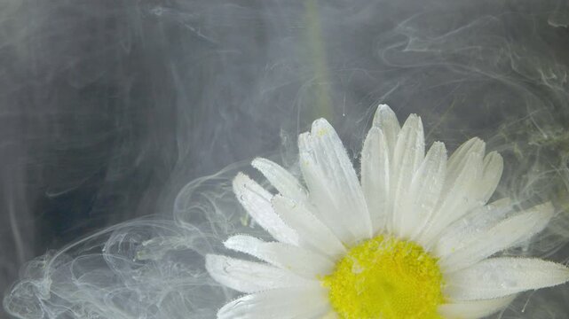Macro view of a white daisy in the lower right of the frame, partially immersed in swirling milky smoke or ink-like fluid against a dark, out-of-focus