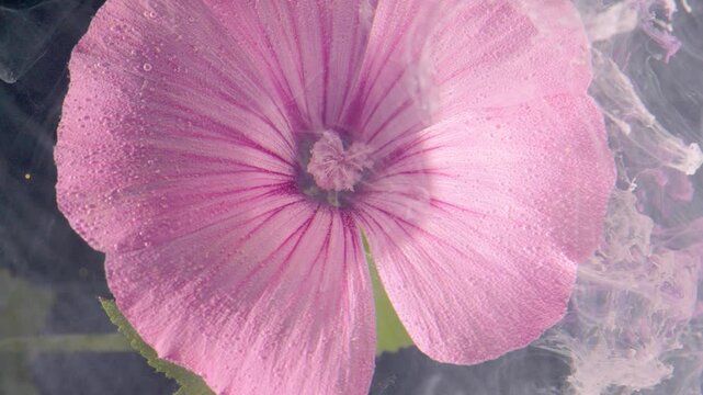 Close-up of a large pink hollyhock flower head slightly above center, covered in dew and water droplets. Fine radial veins and a textured central stigma are