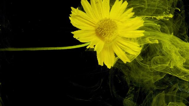 Bright yellow daisy positioned left of center against a deep black background with a thin green stem extending from the left edge. Wispy translucent yellow