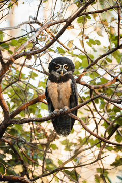 Spectacled owl perched in tree branches looking ahead
