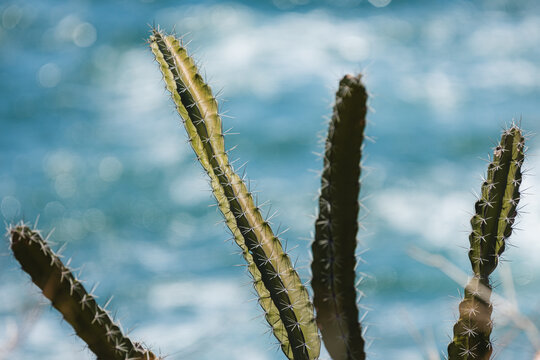 Cactus growing with sharp spines against ocean bokeh