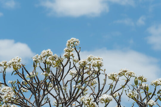 White flowers blooming on a tree under blue sky