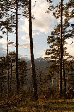 Forest view 