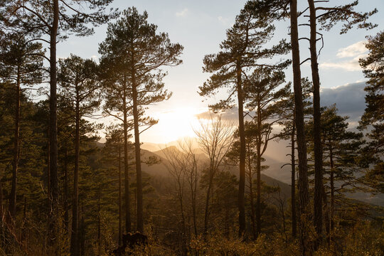 Sunlight Breaks Through Trees at Sunset in the Mountains