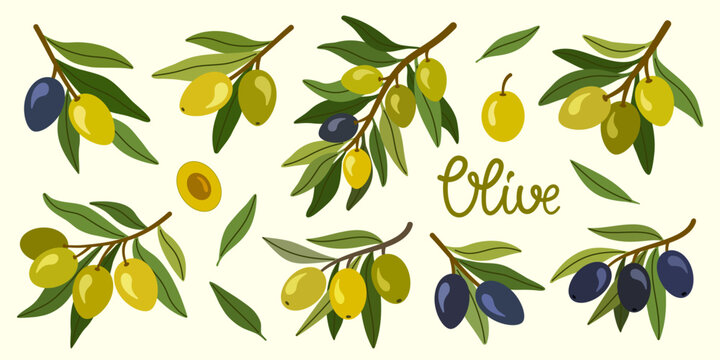 Olive branch collection with green and black olives. Hand drawn Mediterranean botanical set featuring olive fruits, leaves and twigs. Vector illustration for packaging, food branding, labels.