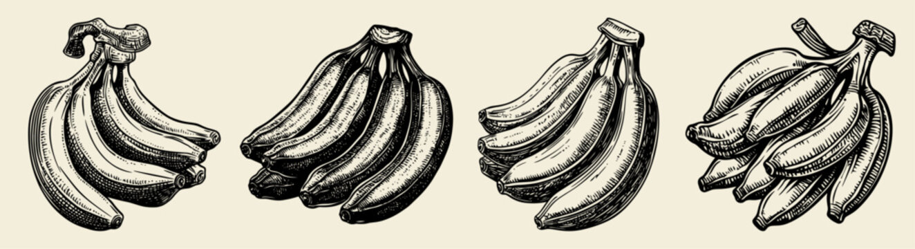 A detailed collection of vintage hand-drawn illustrations featuring different banana bunches at various stages of ripeness, perfect for food and botanical design projects.