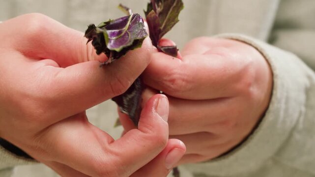 The farmer is holding a bunch of fresh pink purple basil. Vitamins and greens in the food concept, kitchen, cooking pesto