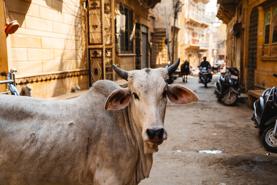 Cow in Jaisalmer Street