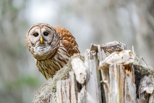 Barred owl observing from broken tree stump