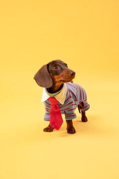 Dachshund in Sweater Tie