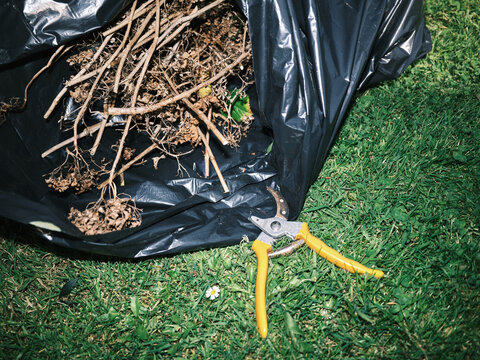 Pruning hydrangea branches and secateurs in garden waste bag